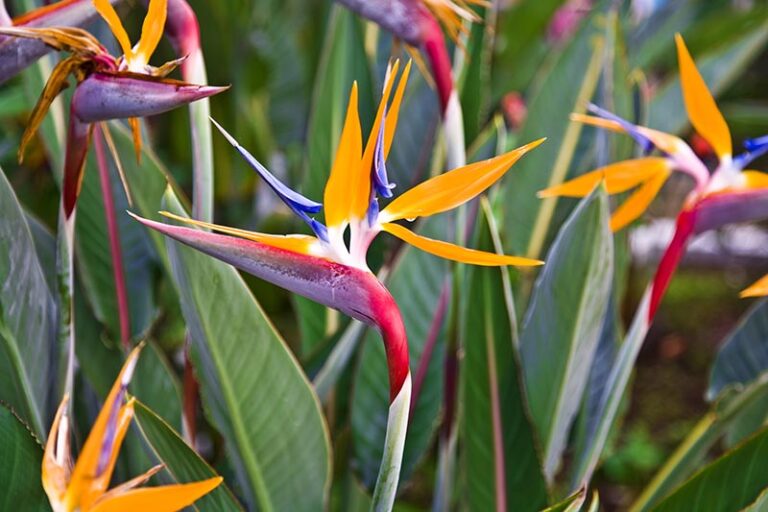 How To Make a Bird Of Paradise Bloom