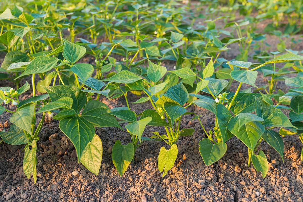 What Does a Pinto Bean Plant Look Like