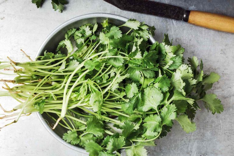 how to grow cilantro from store bought