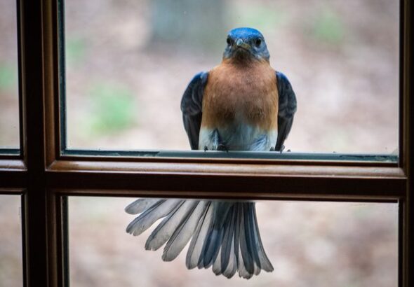 What Does It Mean When a Bird Visits Your Window