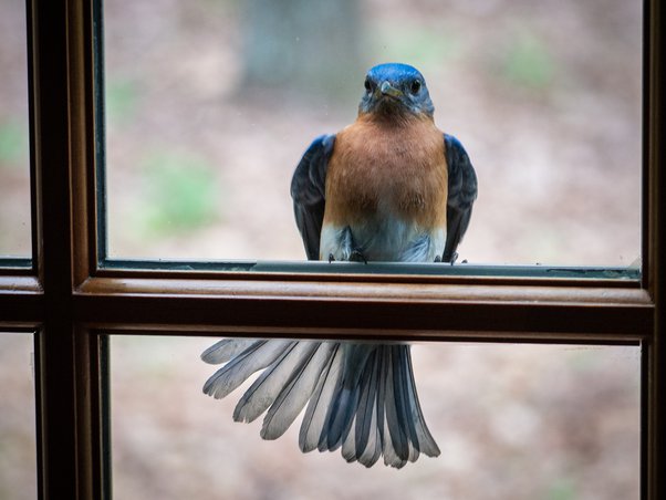 What Does It Mean When a Bird Visits Your Window