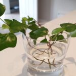 How To Propagate English Ivy In Water