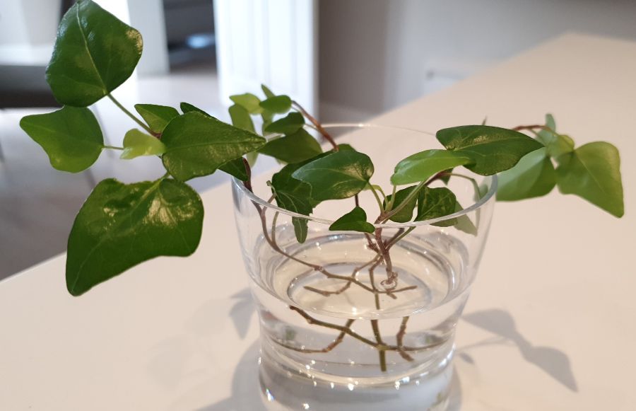 How To Propagate English Ivy In Water