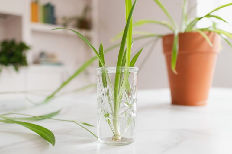 Can You Grow Spider Plants In Water