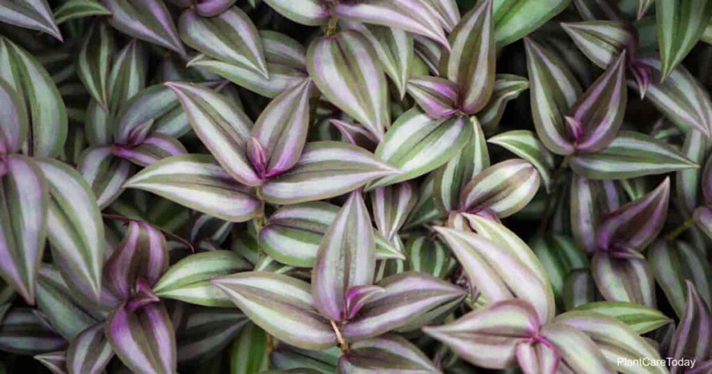 Is a Wandering Jew Plant Poisonous To Dogs