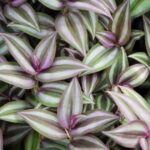 Is a Wandering Jew Plant Poisonous To Dogs
