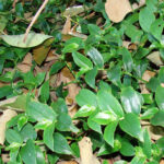 Are Wandering Jew Plants Toxic To Dogs