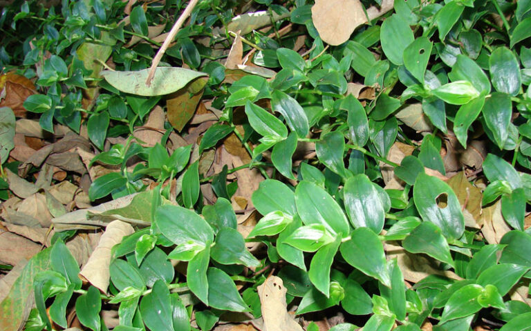 Are Wandering Jew Plants Toxic To Dogs